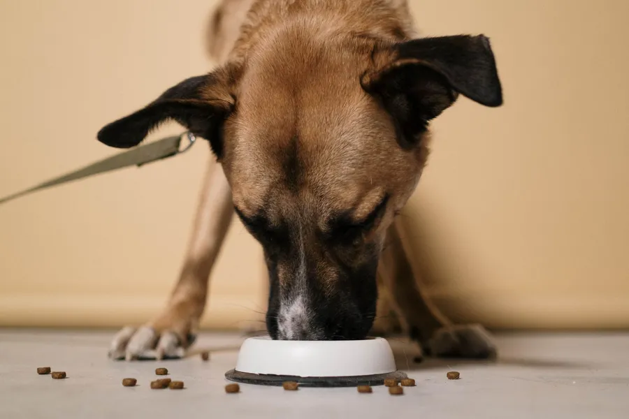 Dog eating from a CROBIN silicone feeding bowl