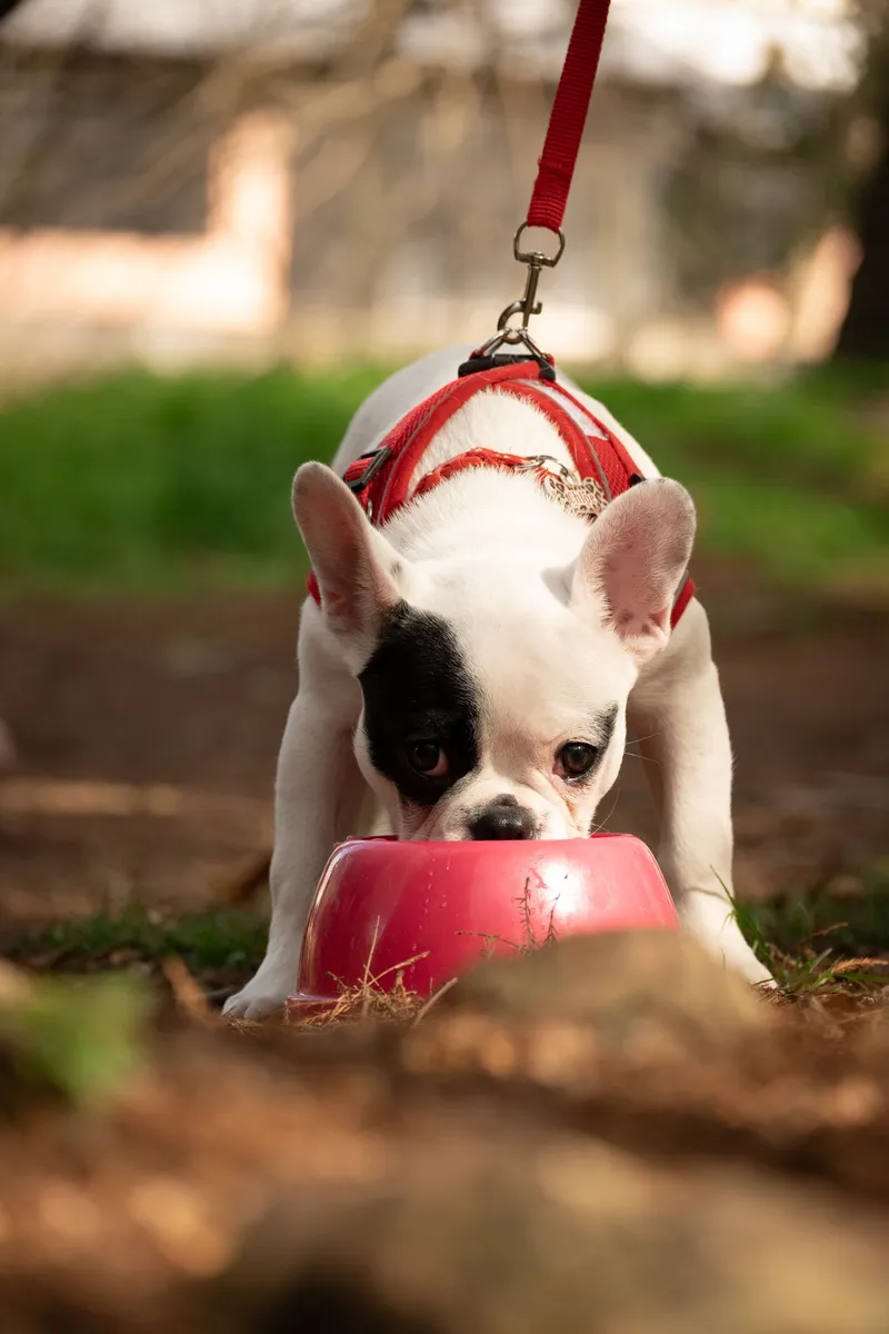 Pet Products
